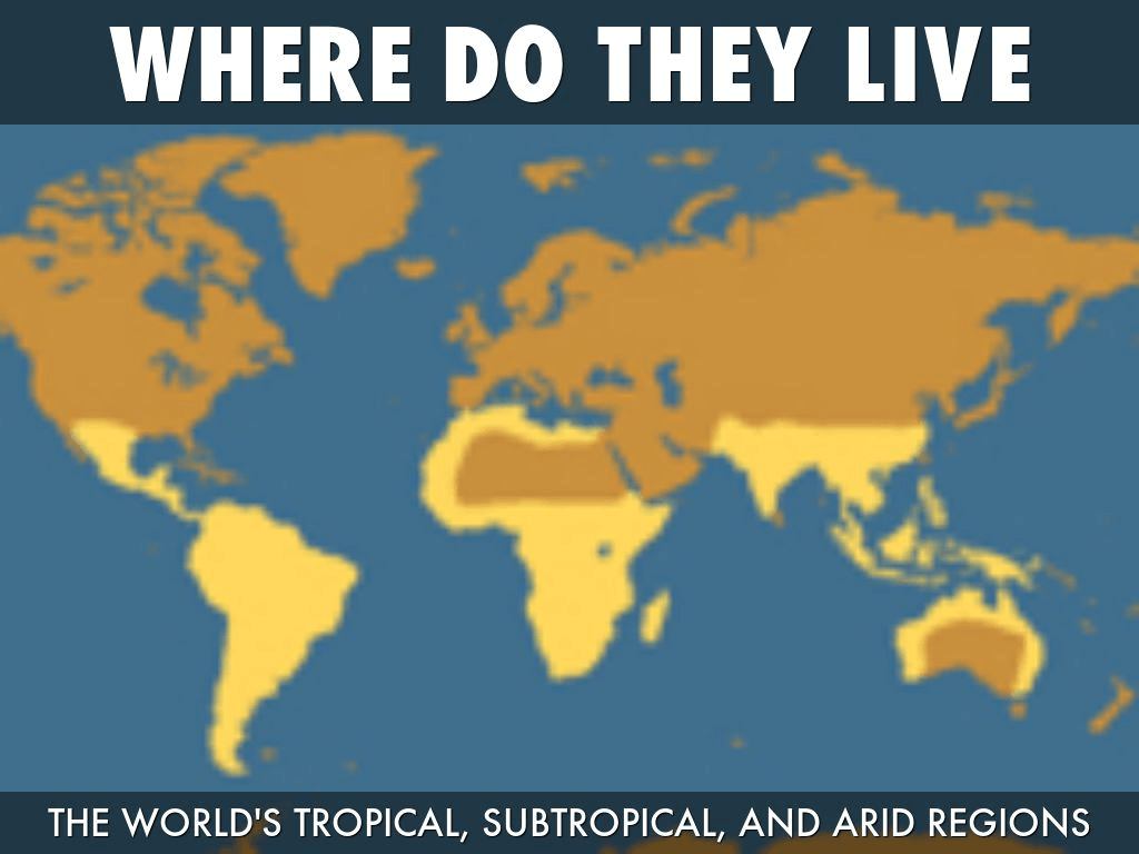 Tarantula live dealer