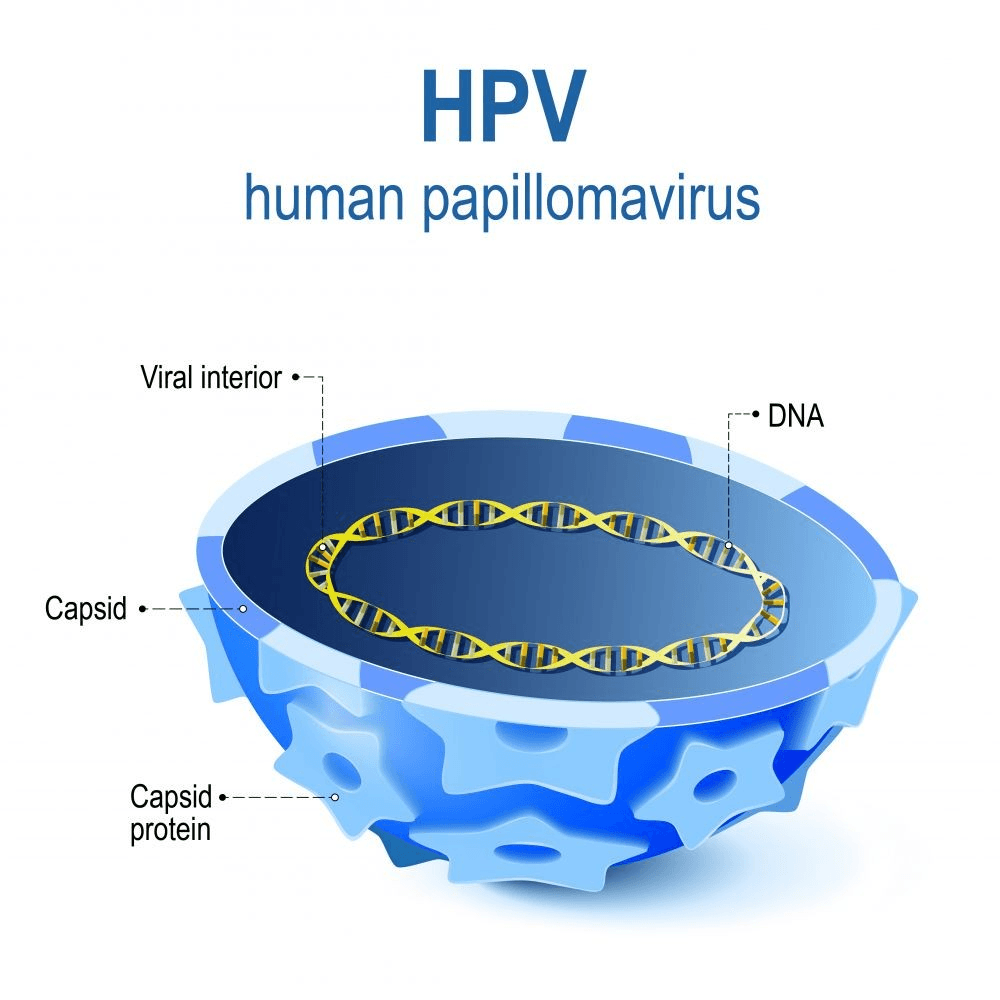 Can you get hpv from touching hands