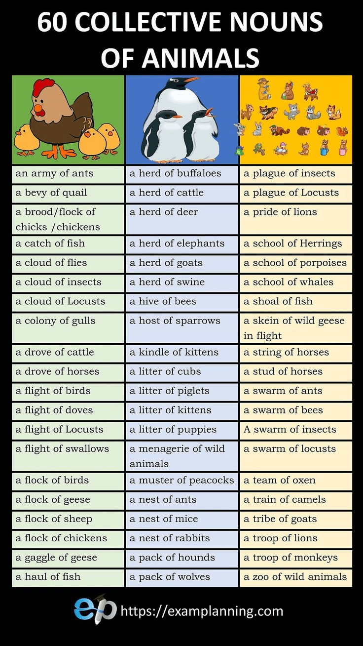 Understanding Collective Nouns for Family Members | TikTok, image size:736x1308