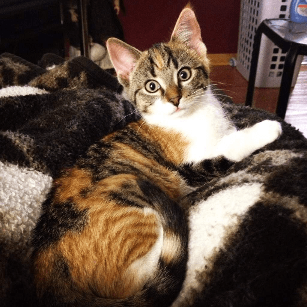 Different kinds of tortoiseshell cats calico