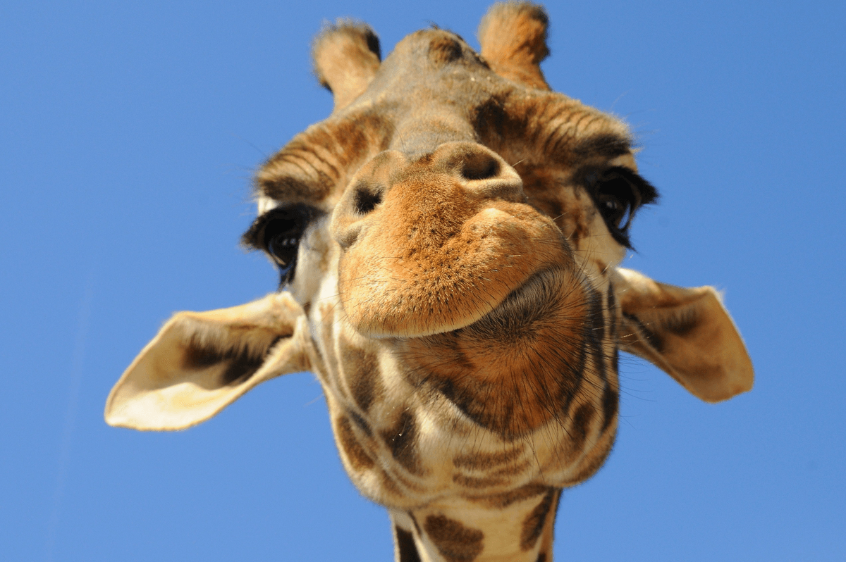 Cool wallpapers with animals