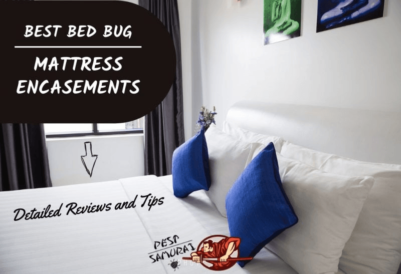 Best bed bug mattress encasements