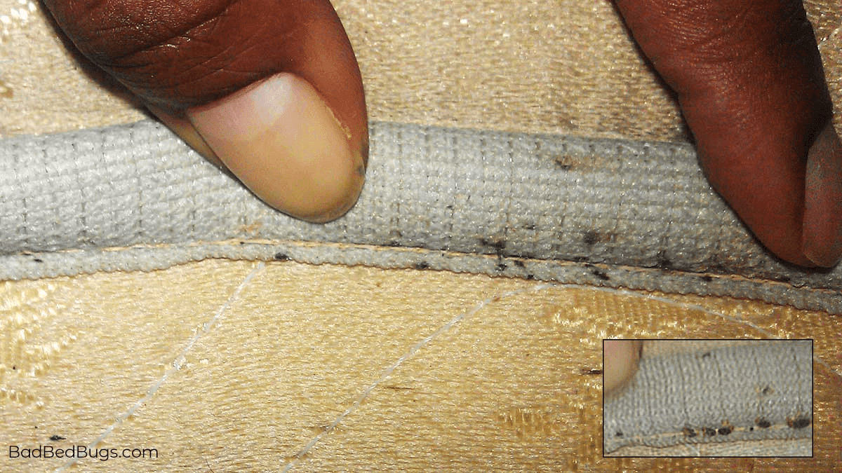 Bed bug mattress stains