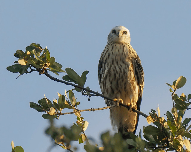 Juvenile kite bird