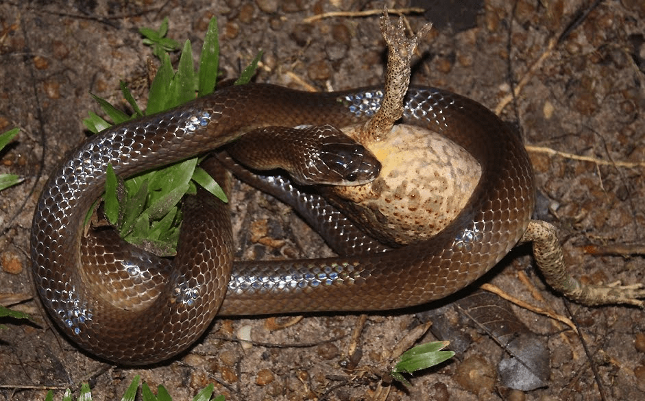 Eastern brown snake predators