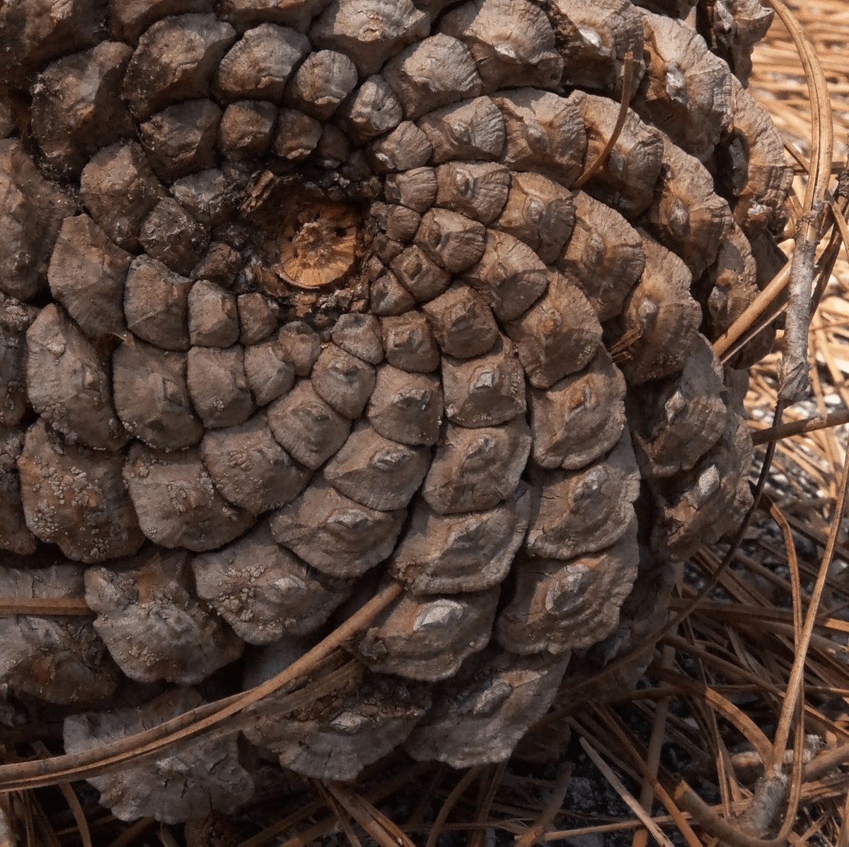 Fibonacci spiral pine cone image.