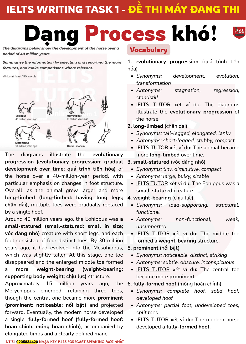 The diagrams below show the development of the horse over a period of 40 million years. Summarise the information by selecting and reporting the main features, and make comparisons where relevant.