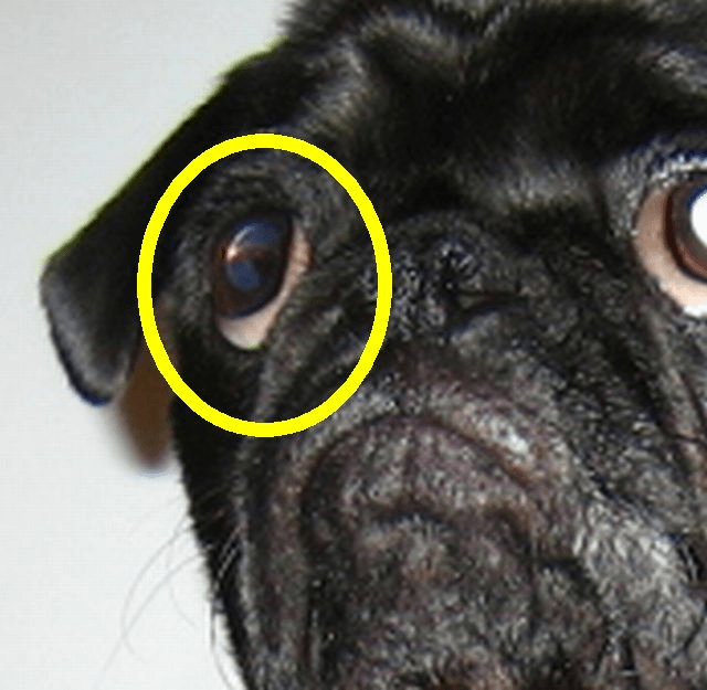 Eyeballs hurt allergies