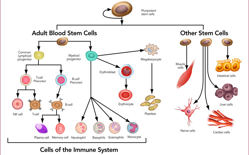 Embryonic stem cells definition biology