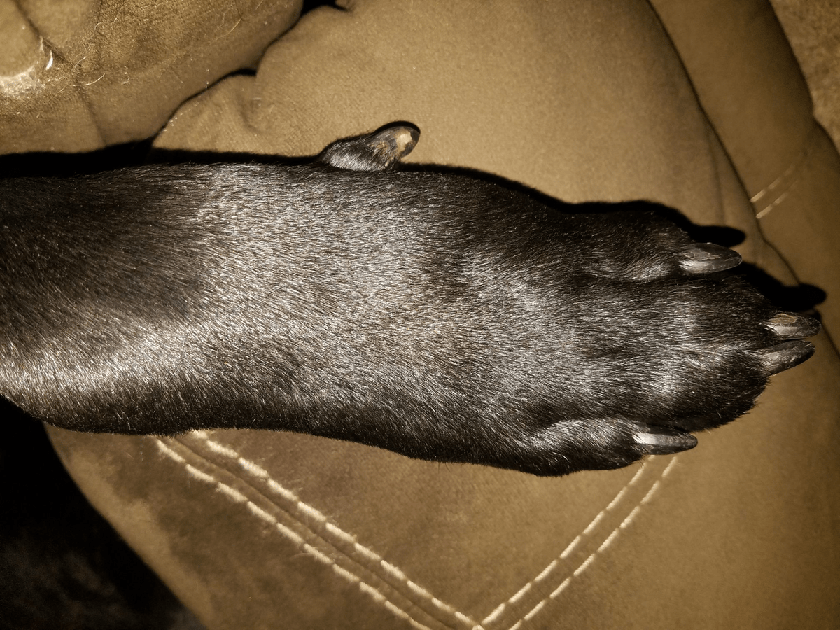 Dog paw pad swollen