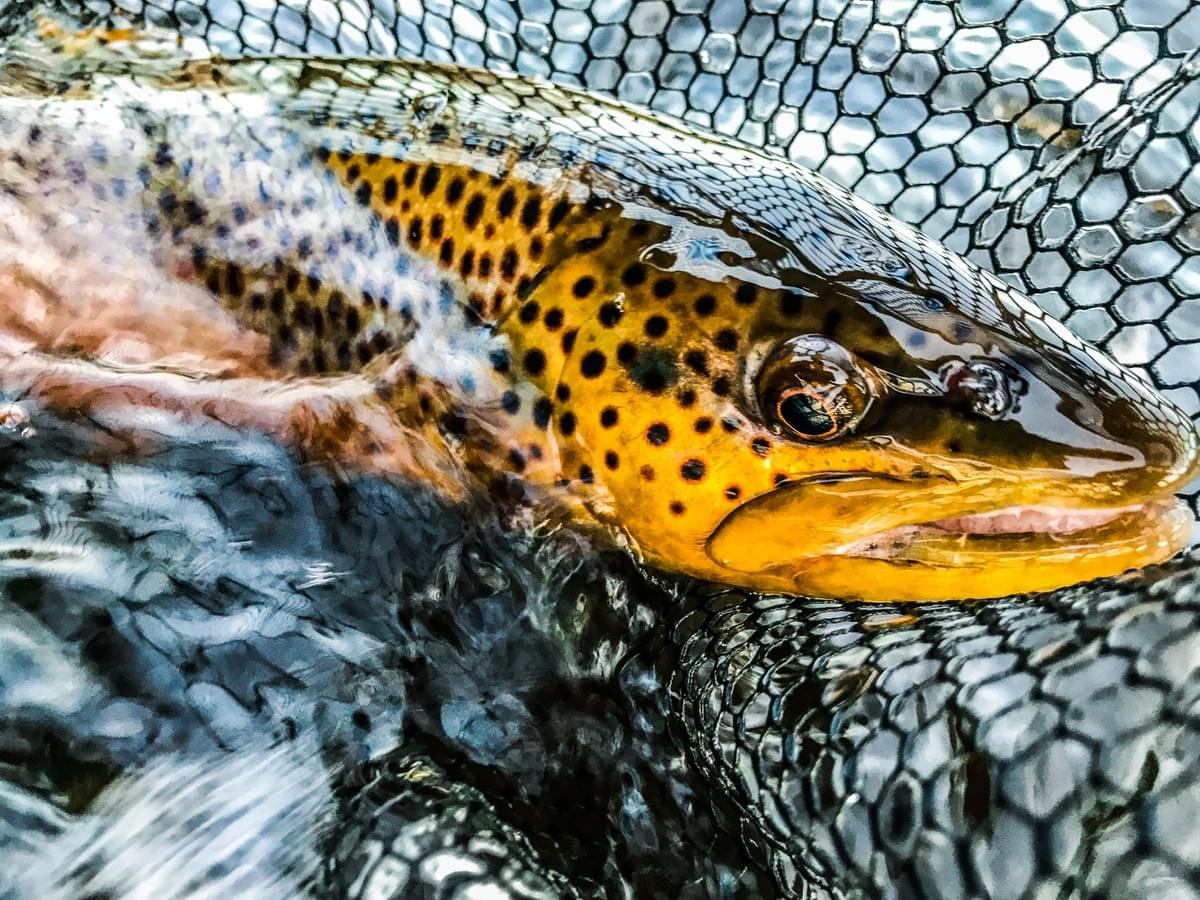 Fishing Report Epic Upper Peninsula Fly Fishing in No...