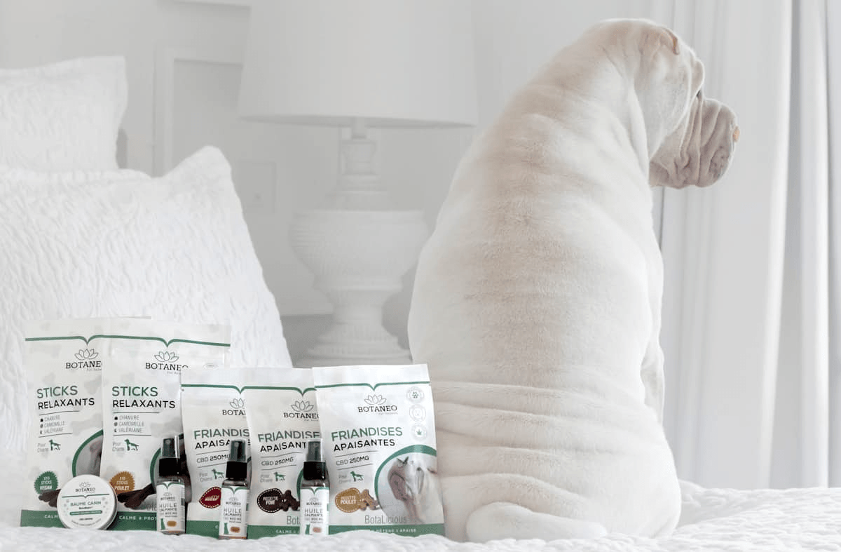 Petstagram Pro: الدليل النهائي للنجاح على Instagram مع عملك المتعلق بالحيوانات الأليفة