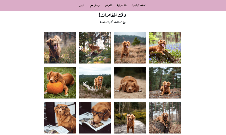 قالب Buddy من Strikingly