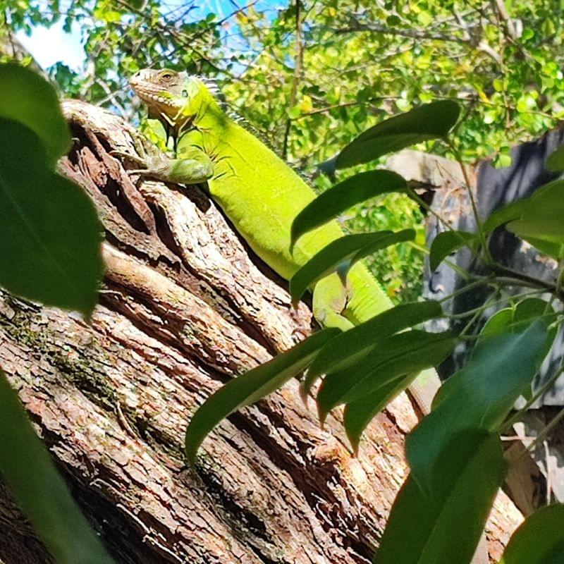 comment-voir-les-ilets-du-robert-et-iguanes-en-martinique