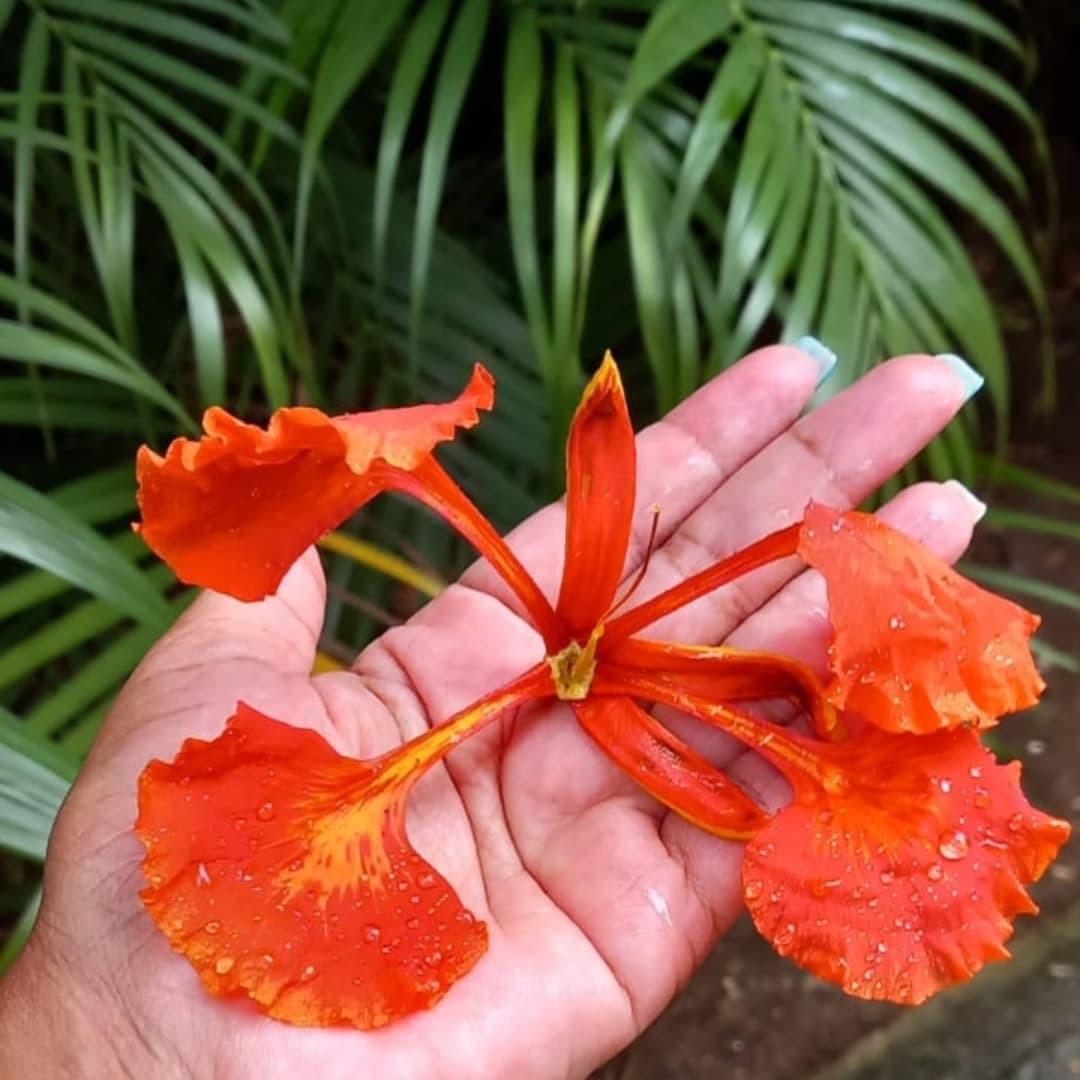 approche-aide-psychopratique-personnalisee-hypnose-martinique