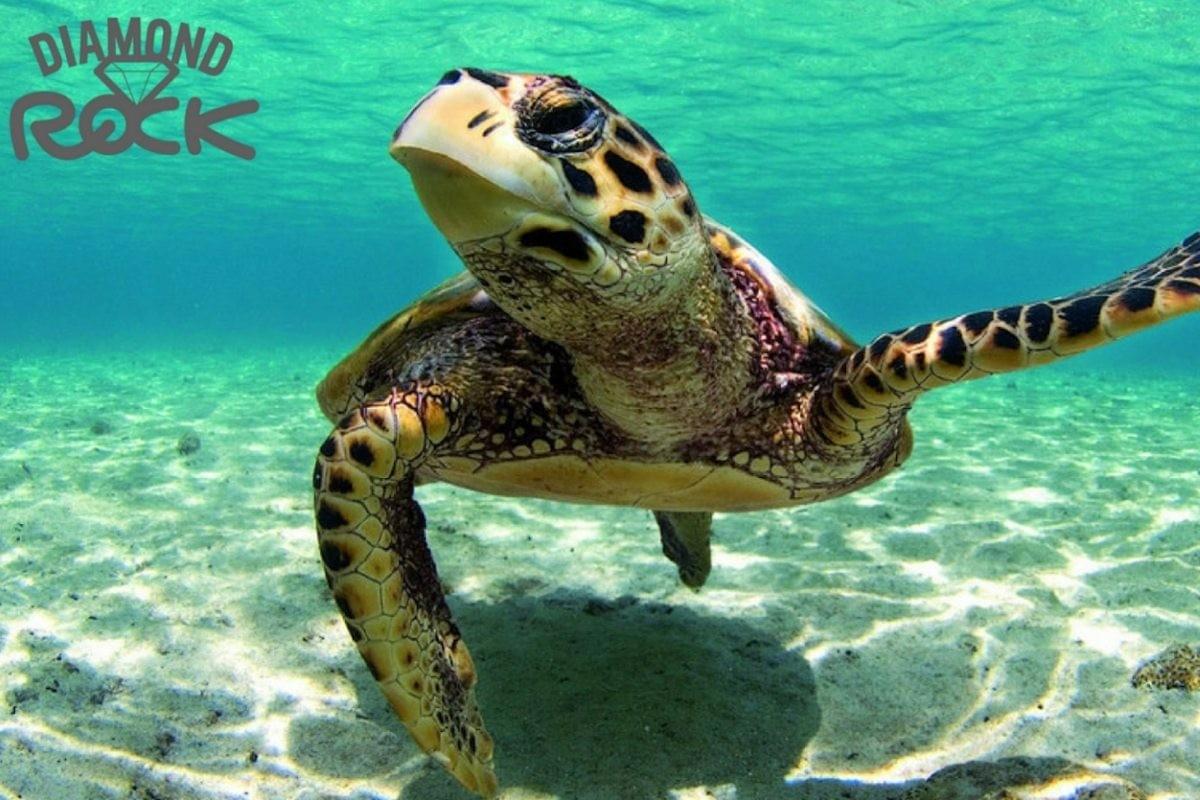 sortie-en-mer-sud-martinique-diamant-tortues