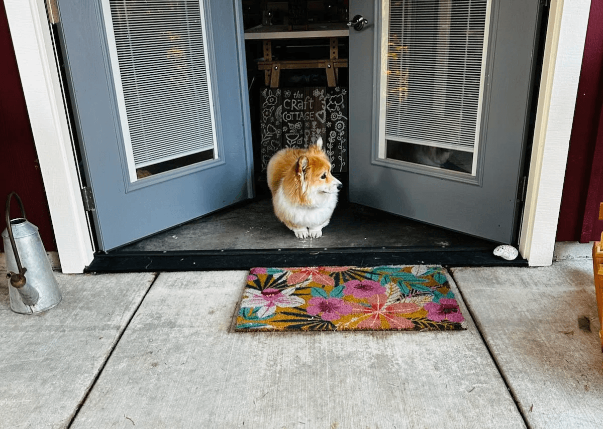 Little dog standing in opening of open doors looking out