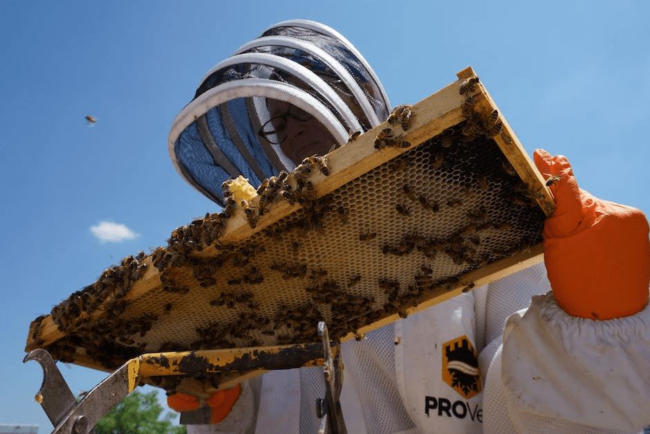 The Process of Bee Hive Removal: Step-by-Step Guide