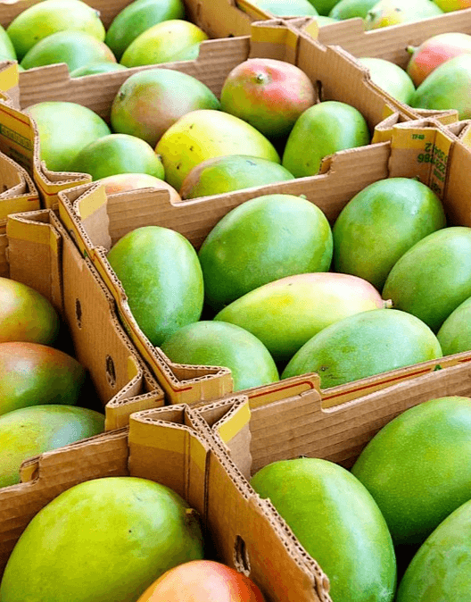 Noon International Mexican Mango Global Supplier