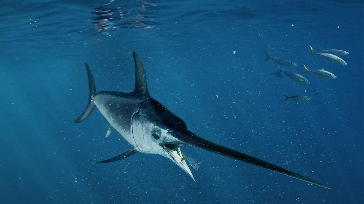 Swordfish Tough Hunters in the World’s Oceans