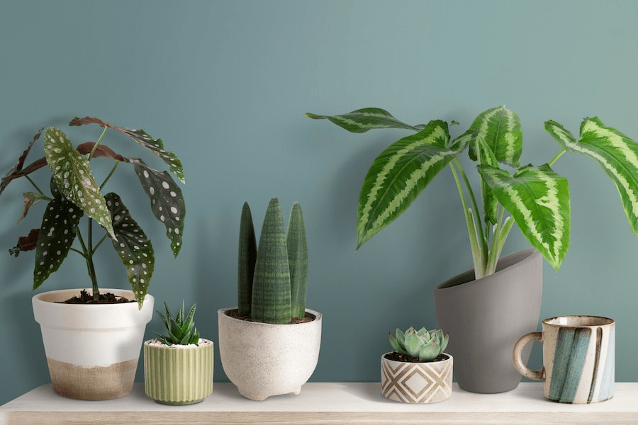 What You Need to Know About Indoor Plants in Melbourne