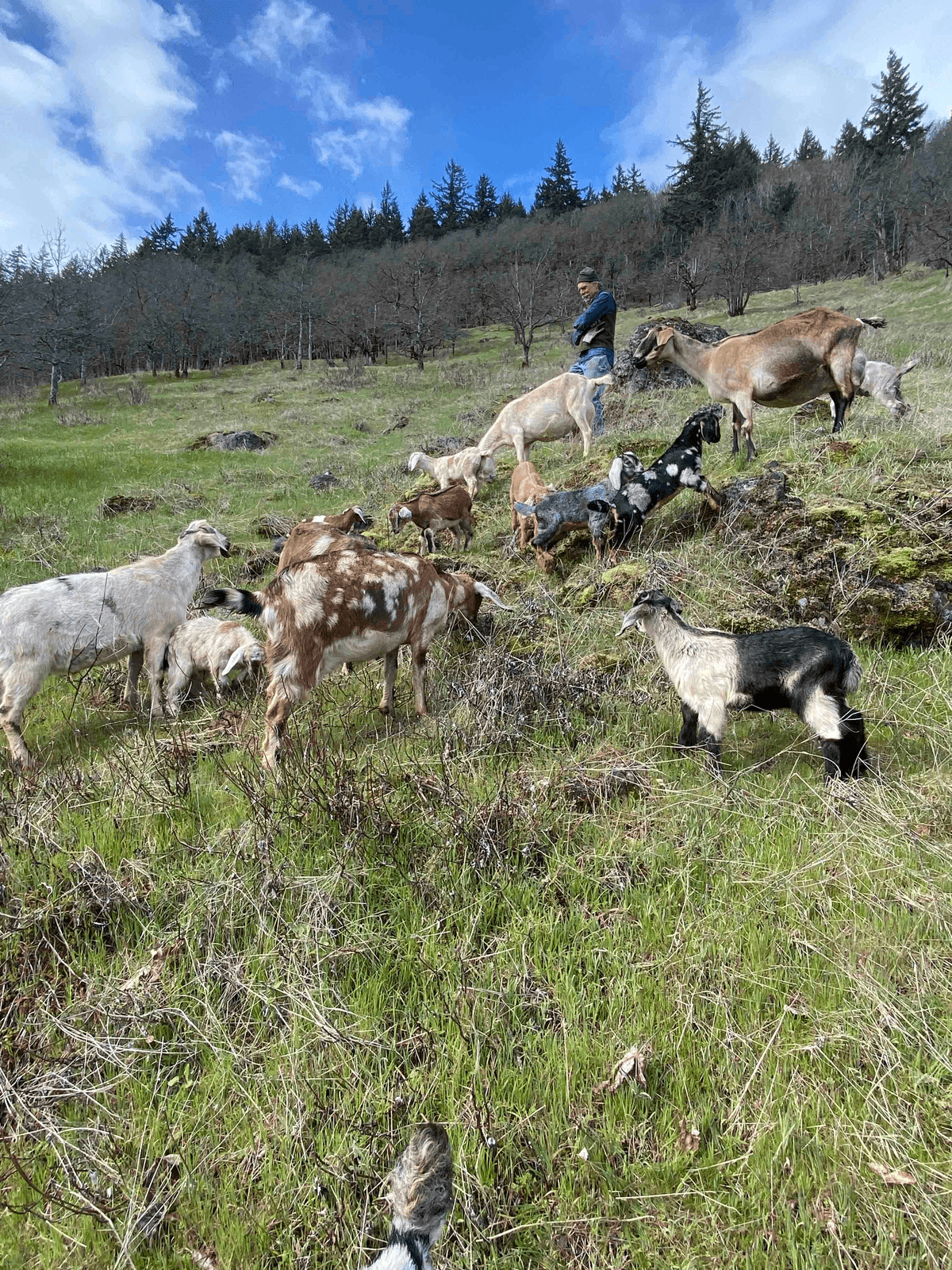 Mini-Nubian dairy goats grazing on pasture at Spero Homestead