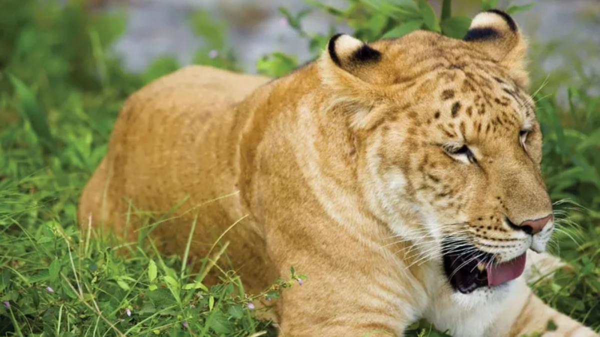 A Wild Blend: The Fascinating World of Crossbreeding Tw
