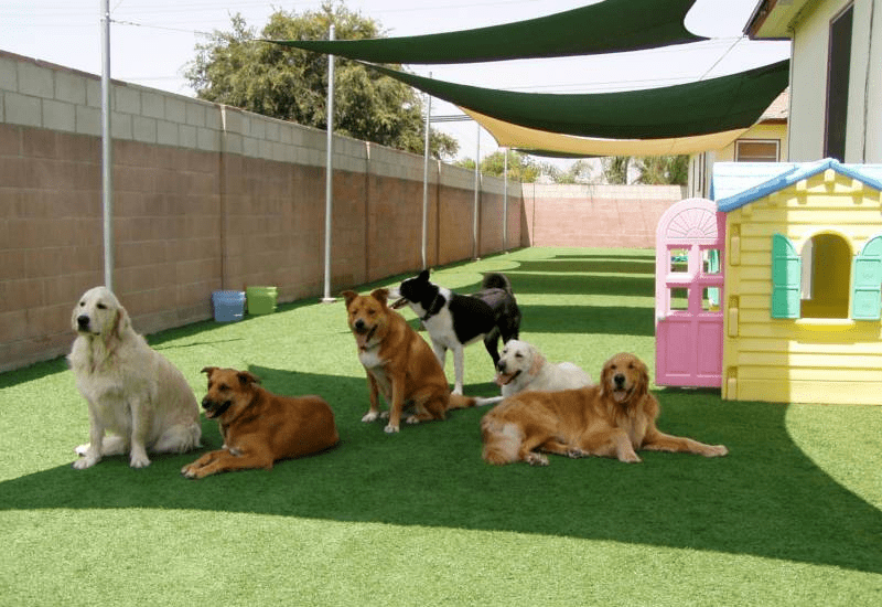 All you need to know about boarding your older dog pe...