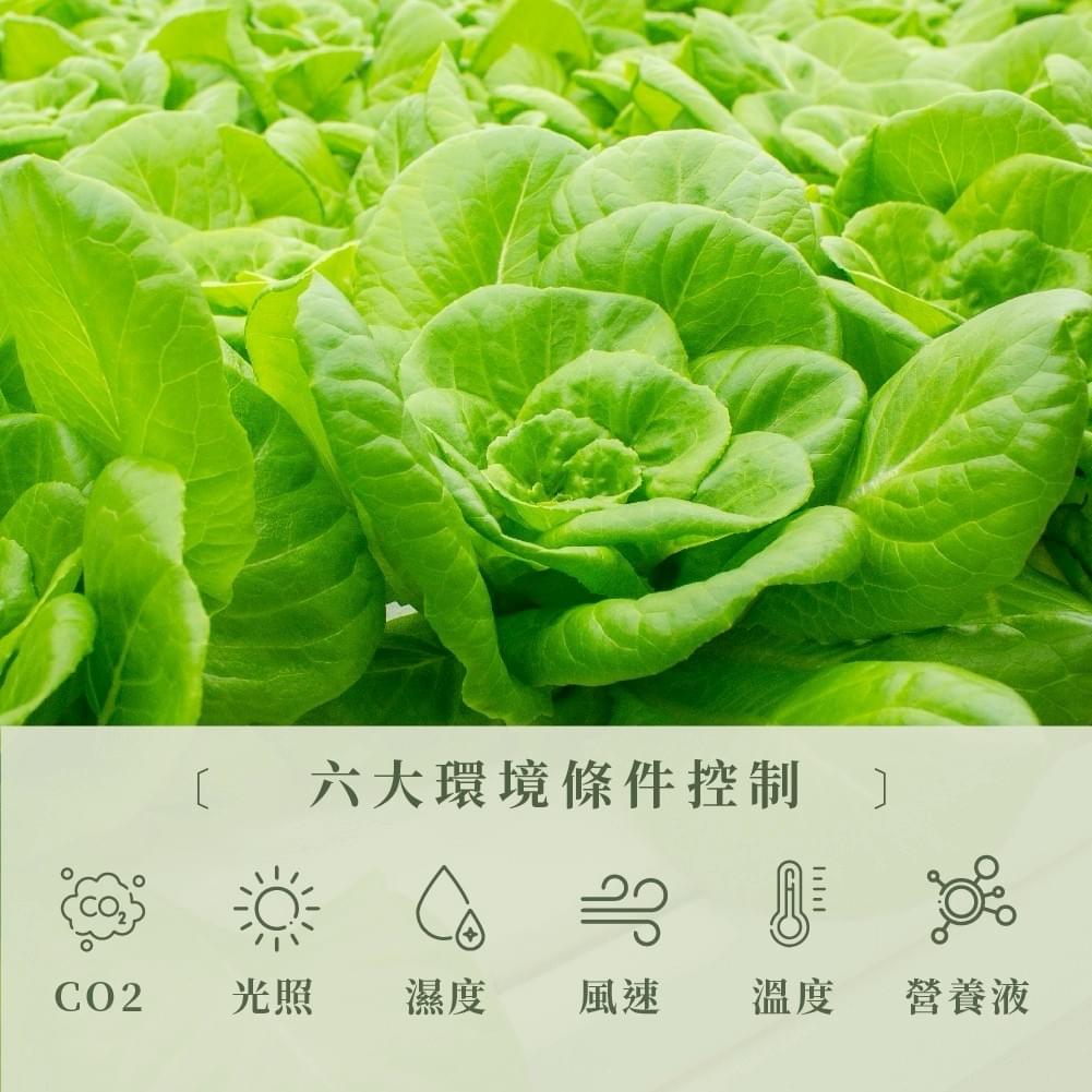 『摩斯安心智慧農場』無毒水耕生菜組合—10/23~11/12