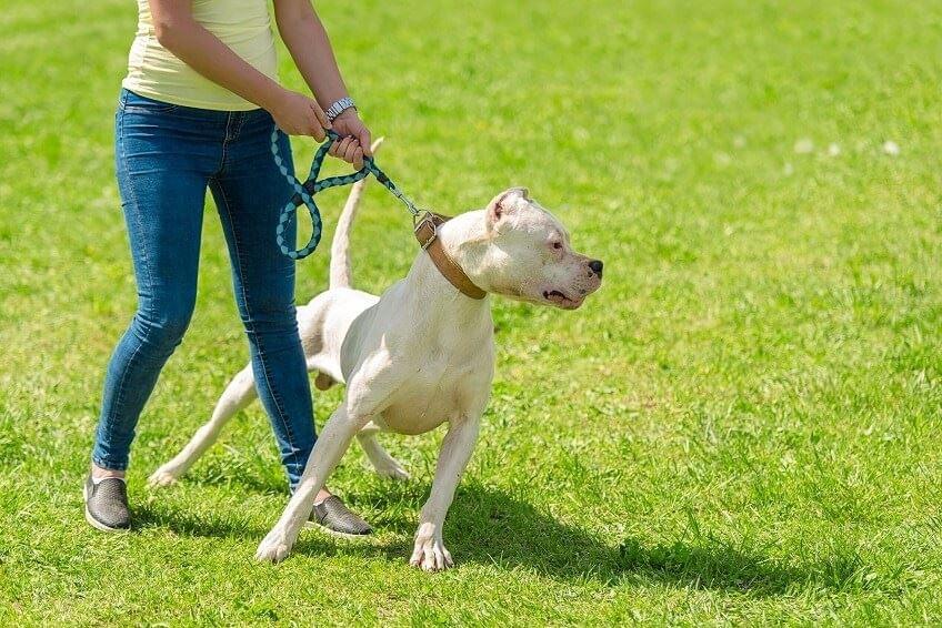 Leash Law Loopholes? Utah Dog Bite Lawyer Knows the Sco...