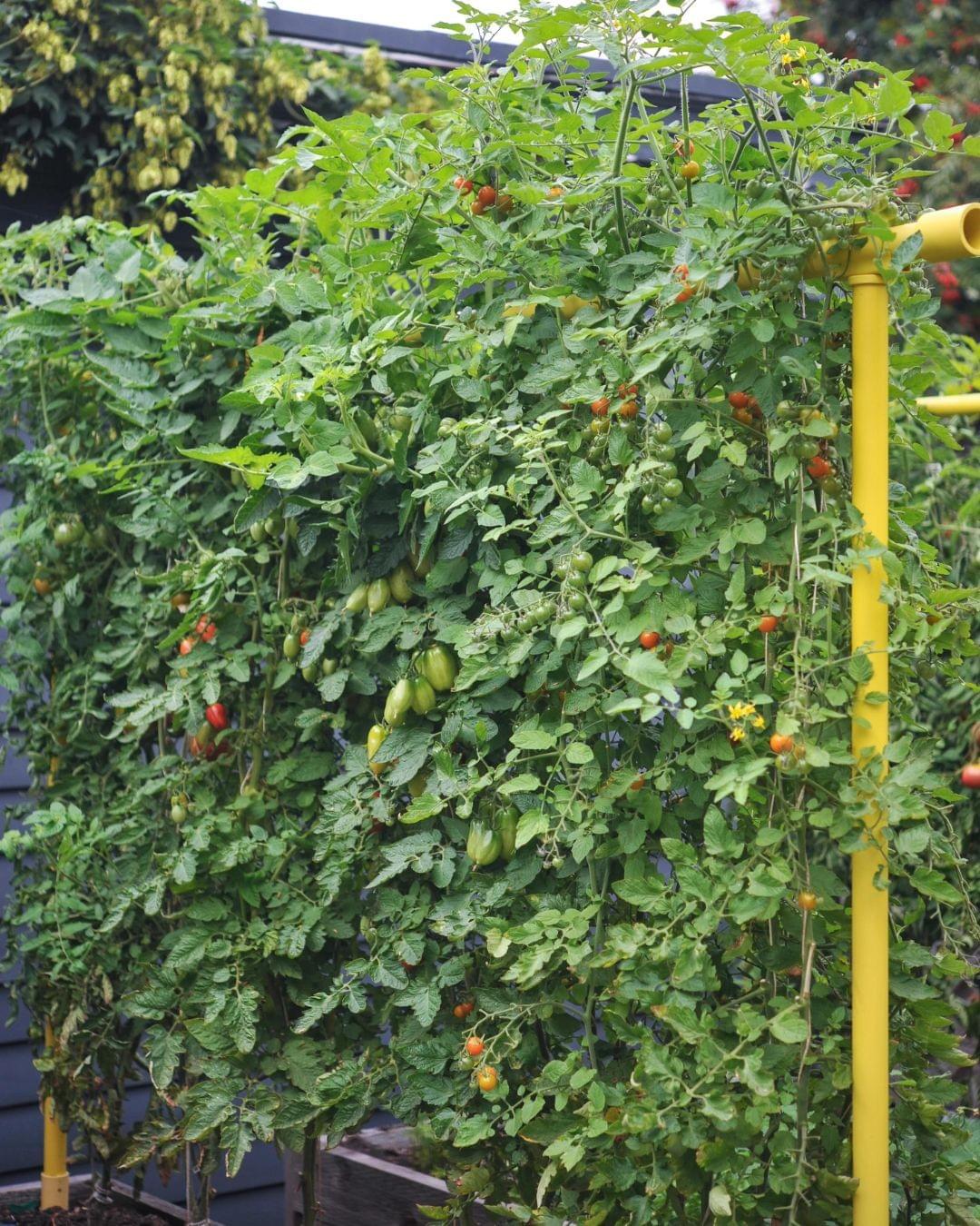 Common Mistakes to Avoid When Trellising Your Tomato Pl...