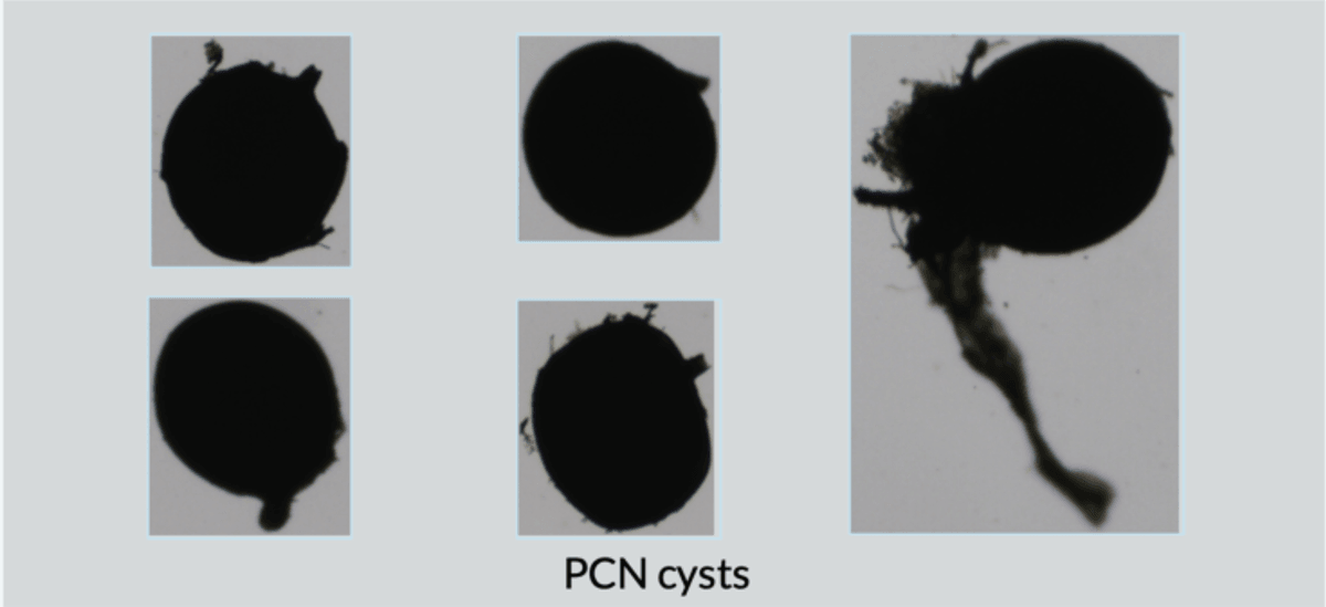 PCN CYSTS