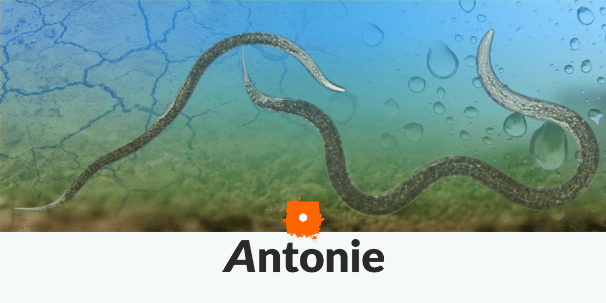 Artistieke impressie van een nematode uit het grootschalige bodemlevenonderzoek van Antonie