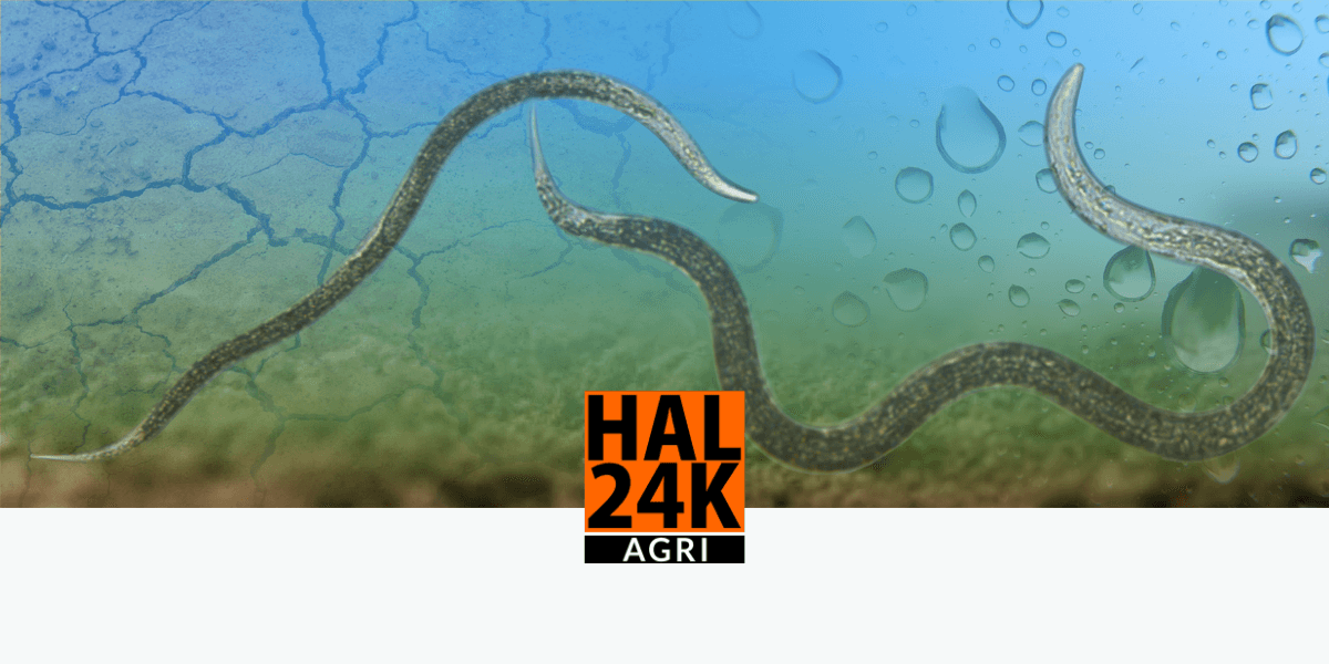 Artistieke impressie van een nematode uit het grootschalige bodemlevenonderzoek van HAL24K Agri