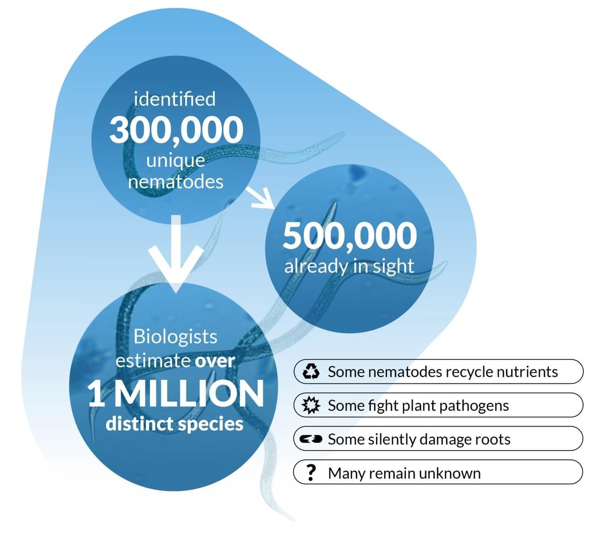 Infographic met schattingen van nematodendiversiteit: 300.000 geïdentificeerd, 500.000 in zicht, meer dan 1 miljoen soorten mogelijk; somt hun rol in ecosystemen op.