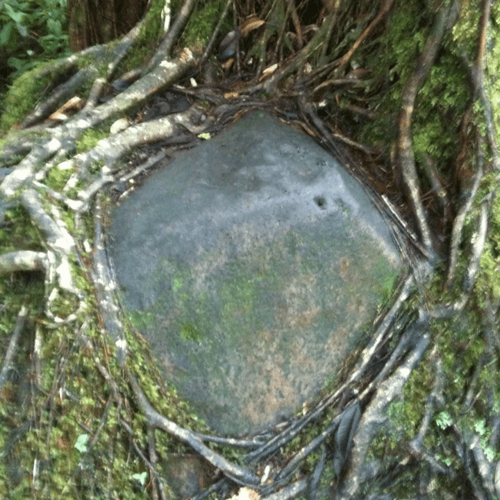 Un rocher incrusté dans les racines d'un arbre