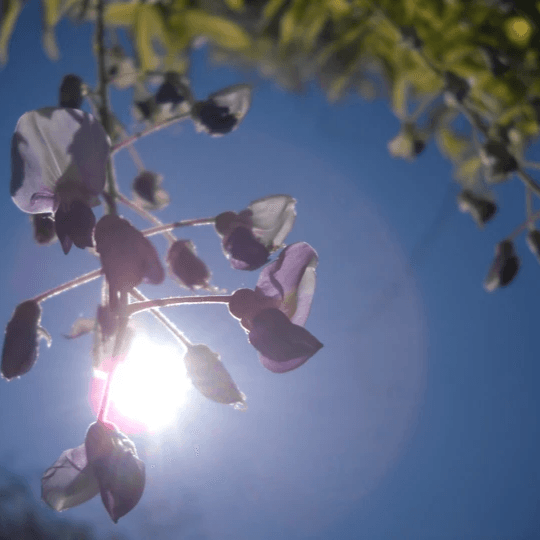 Une fleur devant un ciel bleu