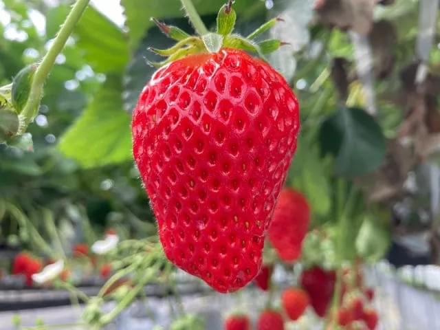 猫と暮らす古民家グランピング【和心村公式】|千葉富津・東京から1時間|サウナ&カフェも完備  千葉県富津市の豊かな自然に囲まれた和心村は、東京から車でわずか1時間、「人と動物と自然が調和する共生の村」をコンセプトにした唯一無二のグランピング