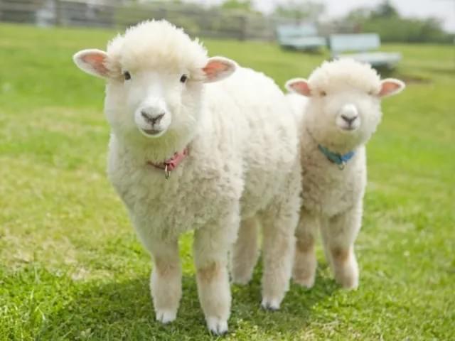 猫と暮らす古民家グランピング【和心村公式】|千葉富津・東京から1時間|サウナ&カフェも完備  千葉県富津市の豊かな自然に囲まれた和心村は、東京から車でわずか1時間、「人と動物と自然が調和する共生の村」をコンセプトにした唯一無二のグランピング