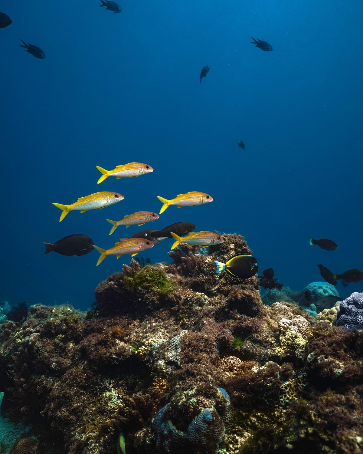 小琉球 / 水下攝影