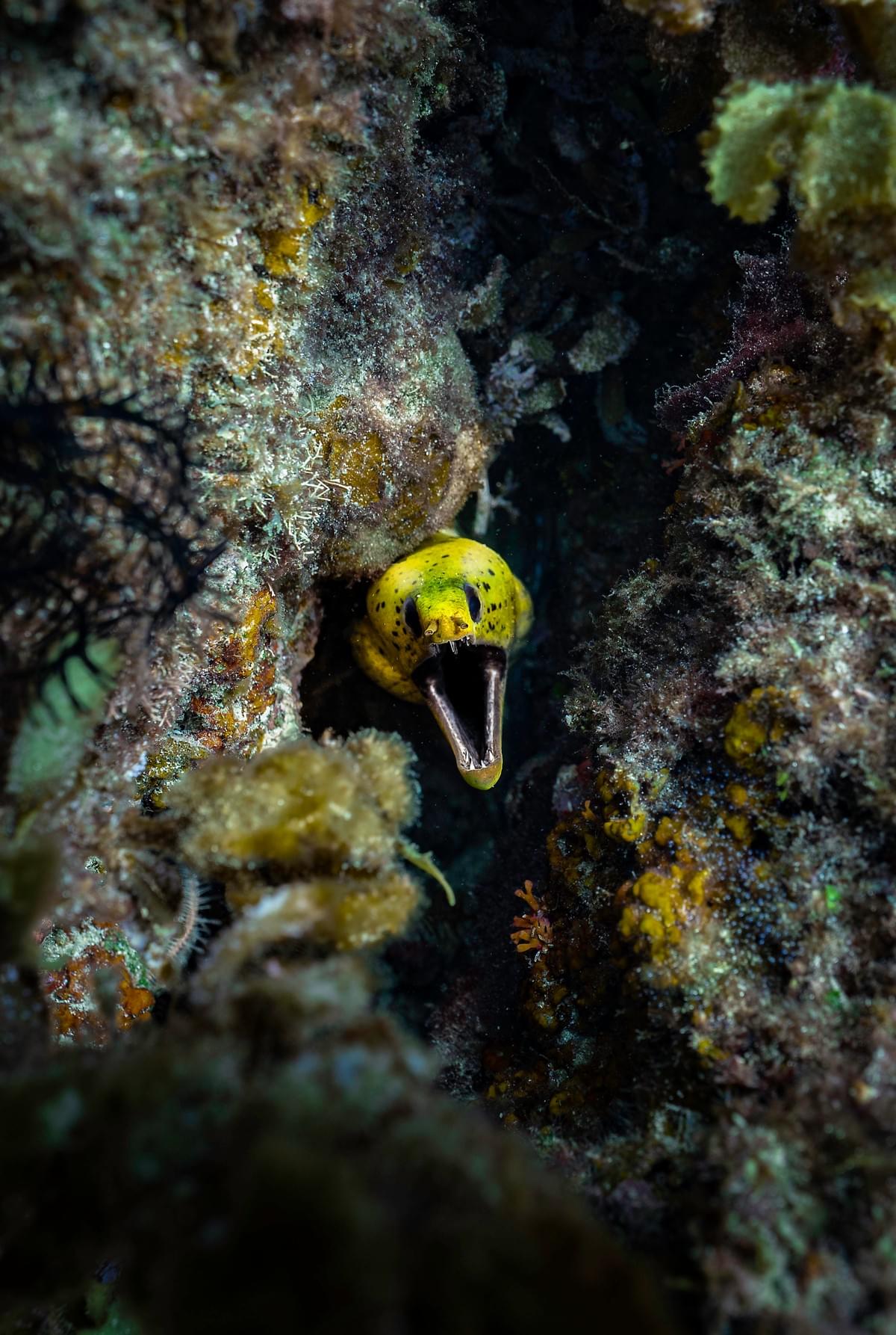 水下攝影/小琉球/水肺潛水