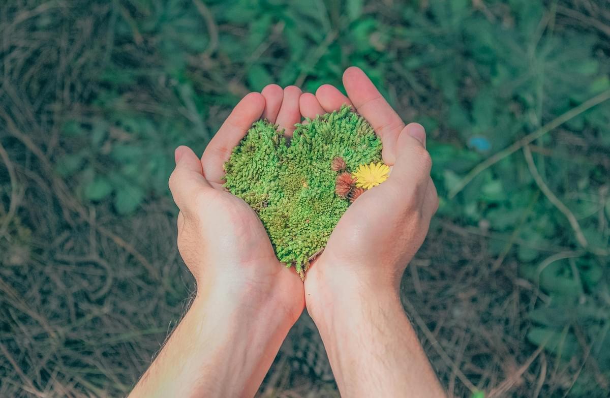 Hands gently cradle a heart-shaped patch of green moss, small plants, and a yellow flower, resting on a forest floor with pine needles and foliage. The scene evokes care, love for nature, and environmental stewardship Hands gently cradle a heart-shaped patch of green moss, small plants, and a yellow flower, resting on a forest floor with pine needles and foliage. The scene evokes care, love for nature, and environmental stewardship