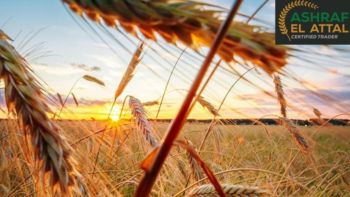 Read Ashraf El Attal Blog on Wheat Trade