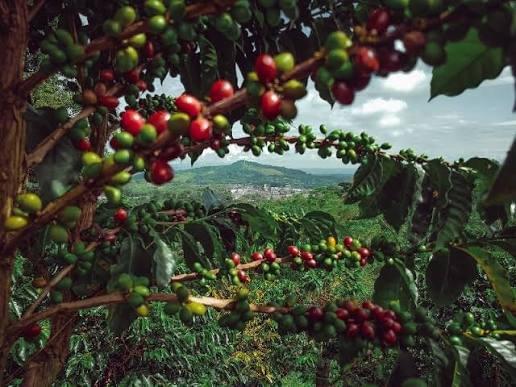 Farm-to-Cup Coffee