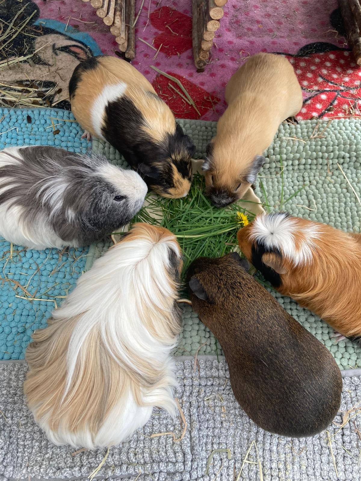 — Emma Robinson “Wheekwood Sanctuary has been a lifesaver for us. Adopting our guinea pig has been a joyful experience that I will cherish forever.” Our dedicated team has successfully rehomed over 300 guinea pigs, providing loving homes for each one. Guinea Pig rescue and rehoming