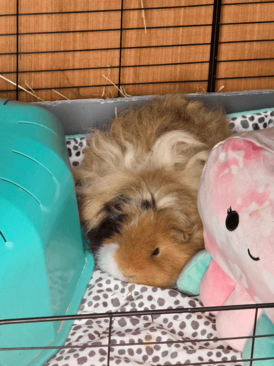 Your support helps us rescue and rehome guinea pigs in need. Welcome to Wheekwood Sanctuary Guinea Pig rescue and rehoming