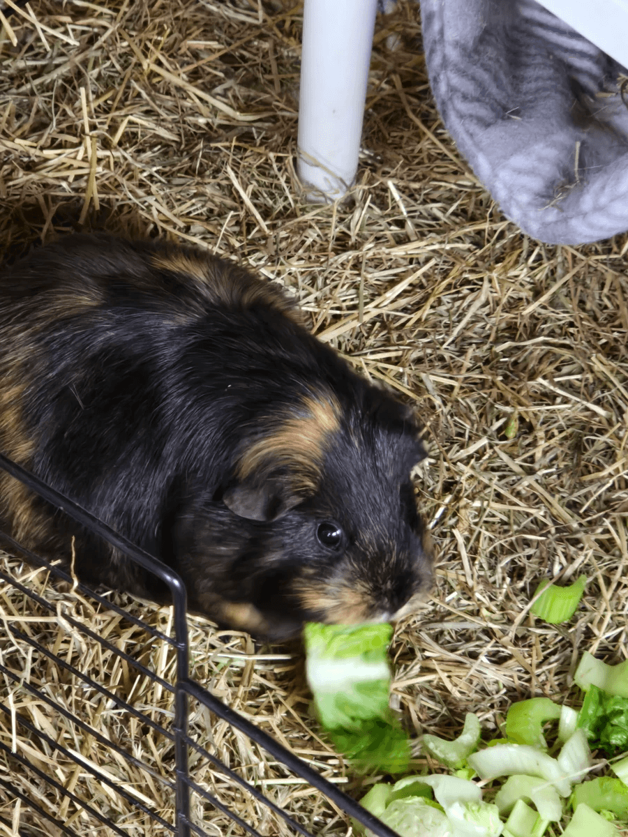 Your support helps us rescue and rehome guinea pigs in need. Welcome to Wheekwood Sanctuary Guinea Pig rescue and rehoming