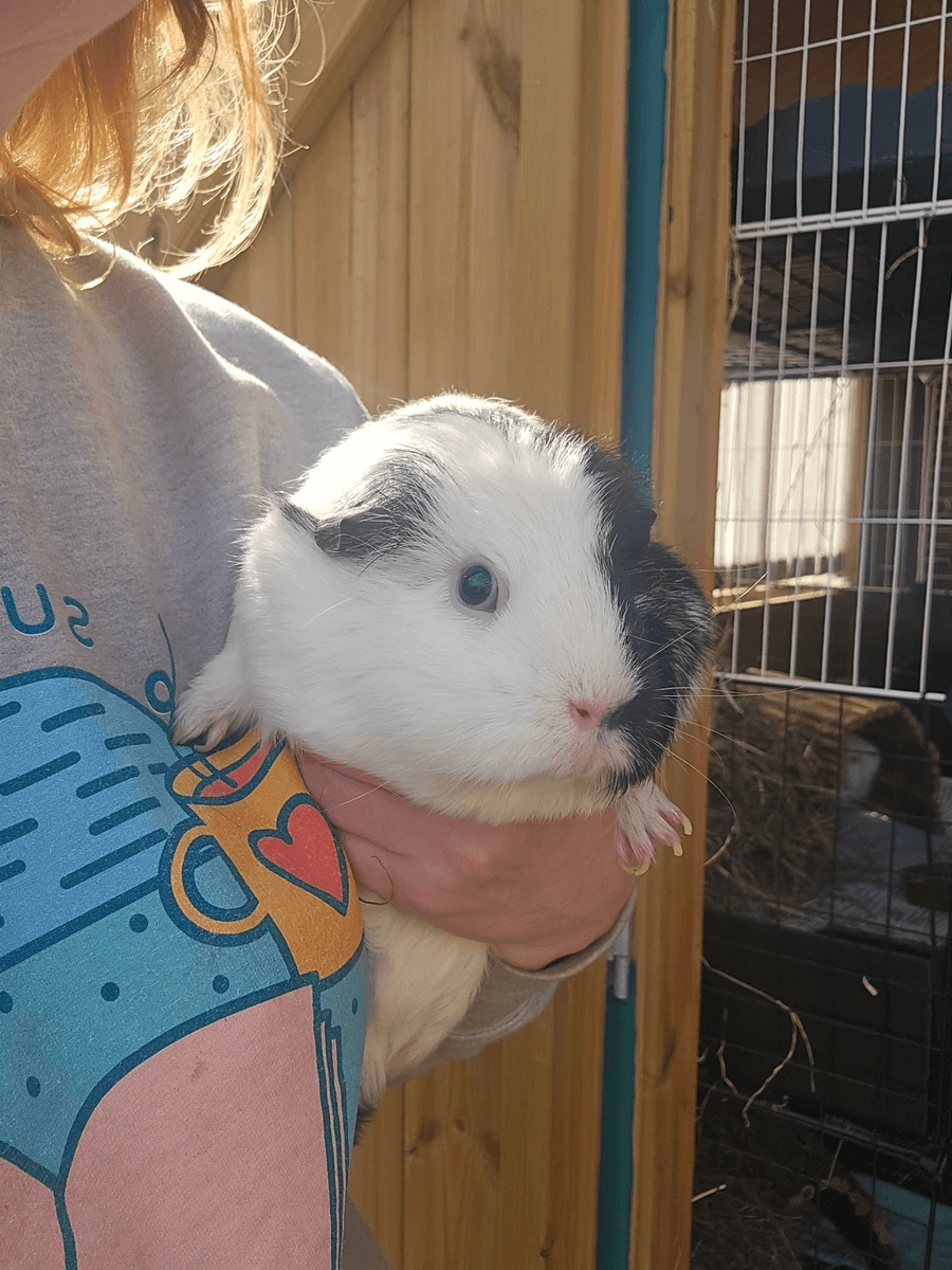 Your support helps us rescue and rehome guinea pigs in need. Welcome to Wheekwood Sanctuary Guinea Pig rescue and rehoming