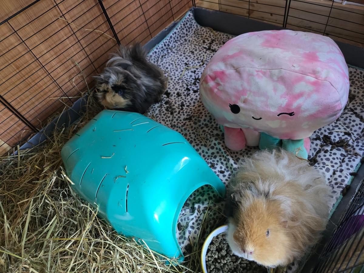 Your support helps us rescue and rehome guinea pigs in need. Welcome to Wheekwood Sanctuary Guinea Pig rescue and rehoming