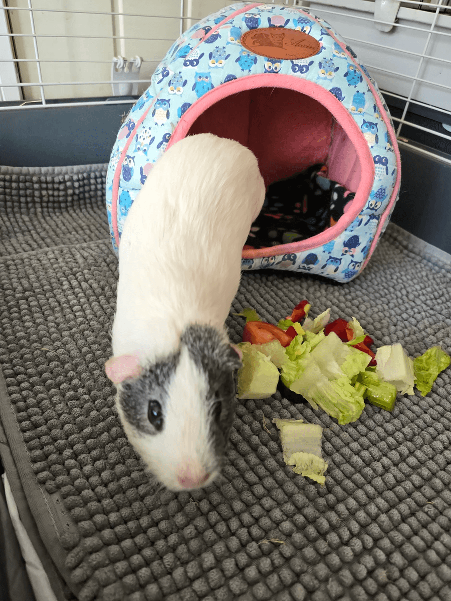Your support helps us rescue and rehome guinea pigs in need. Welcome to Wheekwood Sanctuary Guinea Pig rescue and rehoming